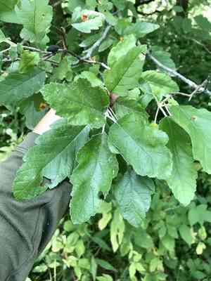 Prairie crabapple(Malus ioensis)