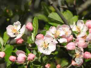 Prairie crabapple(Malus ioensis)