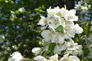 Manchurian crab apple(Malus mandshurica)