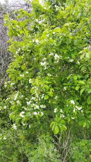 Manchurian crab apple(Malus mandshurica)