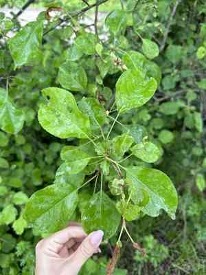 Manchurian crab apple(Malus mandshurica)
