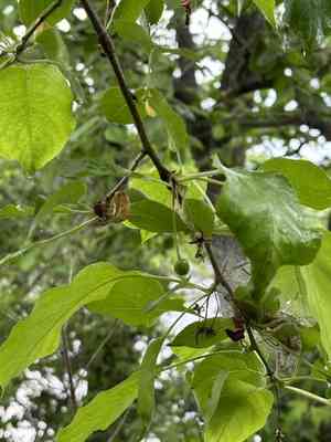 Manchurian crab apple(Malus mandshurica)