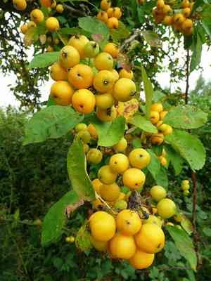 Plumleaf crab apple(Malus prunifolia)