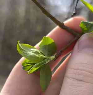 Plumleaf crab apple(Malus prunifolia)