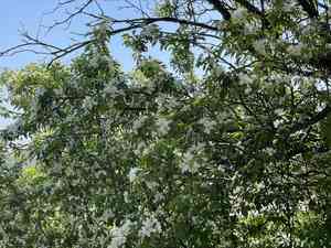 Plumleaf crab apple(Malus prunifolia)