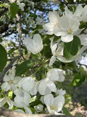 Plumleaf crab apple(Malus prunifolia)