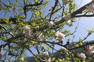 Apple(Malus pumila)