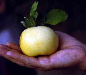 Malus sieversii(Malus sieversii)