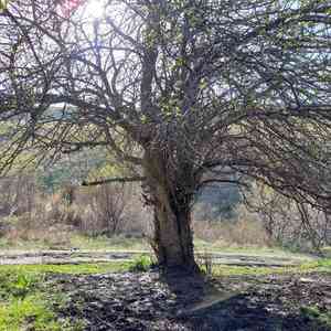Malus sieversii(Malus sieversii)