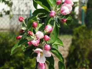 Malus sieversii(Malus sieversii)