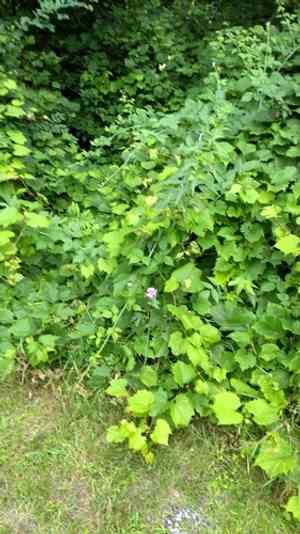 Musk mallow(Malva moschata)