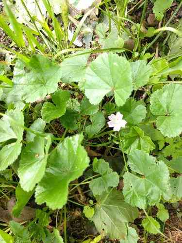 Common mallow(Malva neglecta)