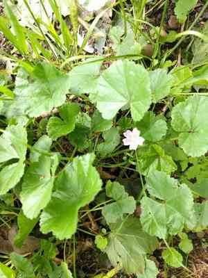Common mallow(Malva neglecta)