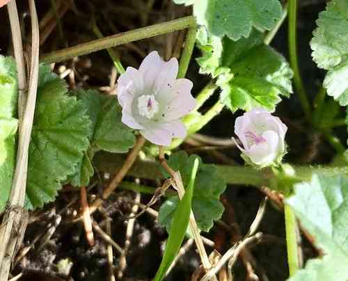 Common mallow(Malva neglecta)