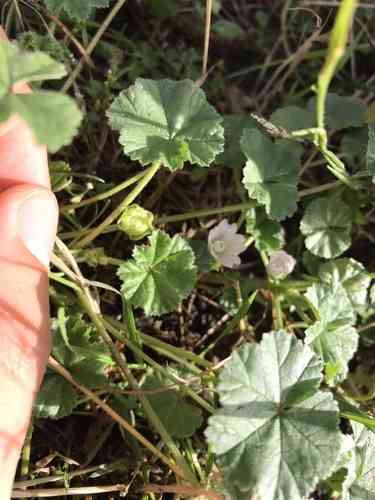 Common mallow(Malva neglecta)