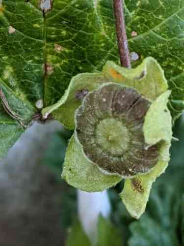 Common mallow(Malva neglecta)
