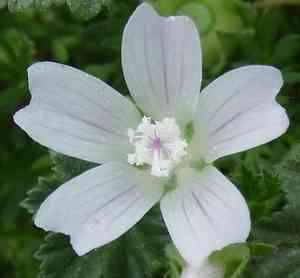 Common mallow(Malva neglecta)