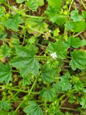 Low mallow(Malva pusilla)