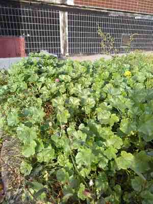 Low mallow(Malva pusilla)