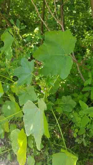 Chinese mallow(Malva verticillata)