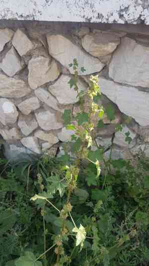 Chinese mallow(Malva verticillata)