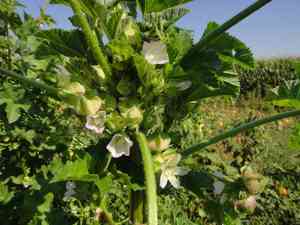 Chinese mallow(Malva verticillata)