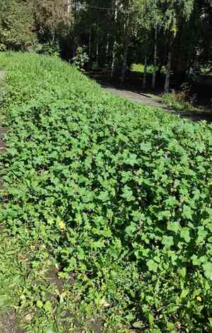 Chinese mallow(Malva verticillata)