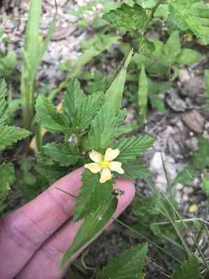 Three-lobed false mallow(Malvastrum coromandelianum)