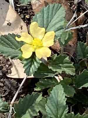 Three-lobed false mallow(Malvastrum coromandelianum)