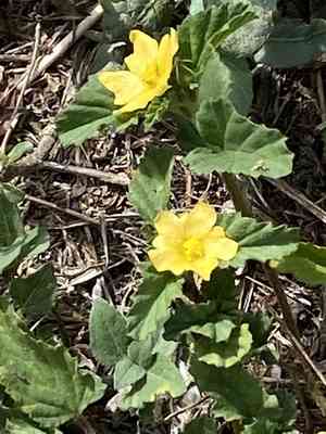 Three-lobed false mallow(Malvastrum coromandelianum)