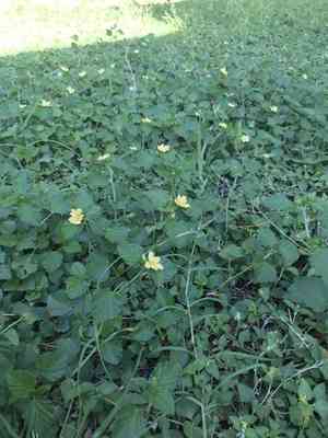 Three-lobed false mallow(Malvastrum coromandelianum)
