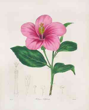 Wax mallow(Malvaviscus arboreus)
