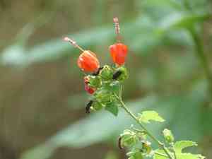 Wax mallow(Malvaviscus arboreus)