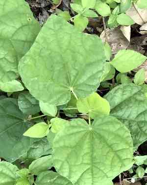 Wax mallow(Malvaviscus arboreus)