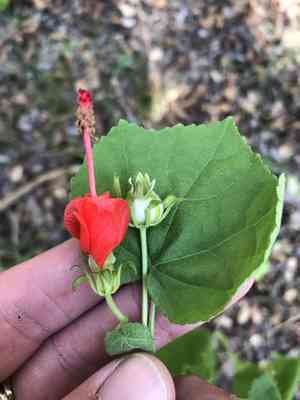 Wax mallow(Malvaviscus arboreus)