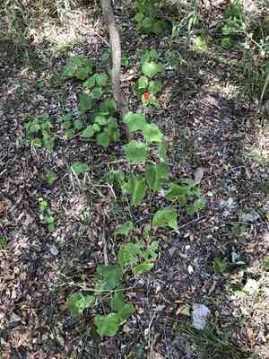Wax mallow(Malvaviscus arboreus)