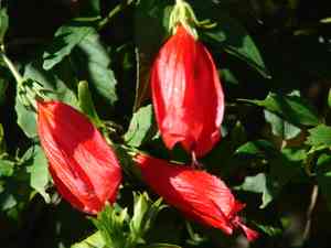 Mazapan(Malvaviscus penduliflorus)