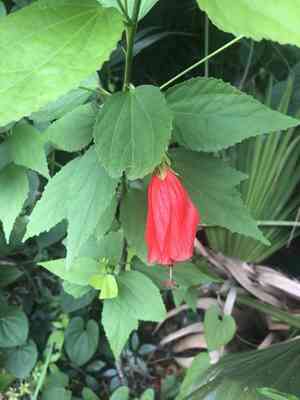 Mazapan(Malvaviscus penduliflorus)