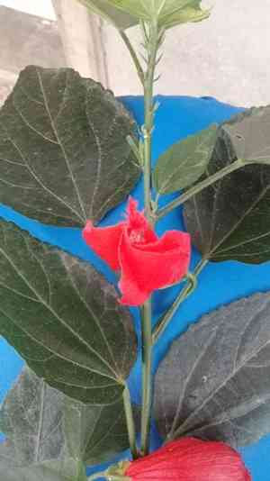 Mazapan(Malvaviscus penduliflorus)