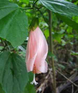 Mazapan(Malvaviscus penduliflorus)