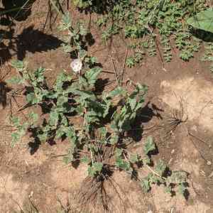 Scurfymallow(Malvella lepidota)