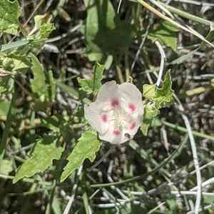 Scurfymallow(Malvella lepidota)