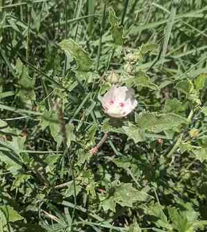 Scurfymallow(Malvella lepidota)