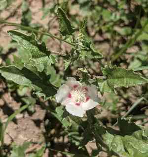 Scurfymallow(Malvella lepidota)