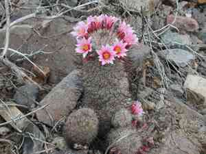 Graham's nipple cactus(Mammillaria grahamii)
