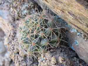 Long nipple cactus(Mammillaria longimamma)