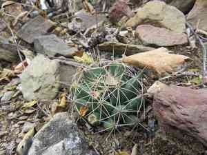 Long nipple cactus(Mammillaria longimamma)