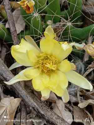 Long nipple cactus(Mammillaria longimamma)