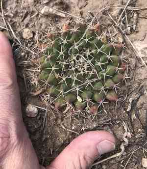 Little nipple cactus(Mammillaria meiacantha)