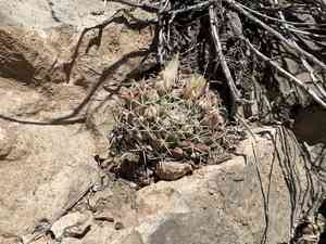 Little nipple cactus(Mammillaria meiacantha)